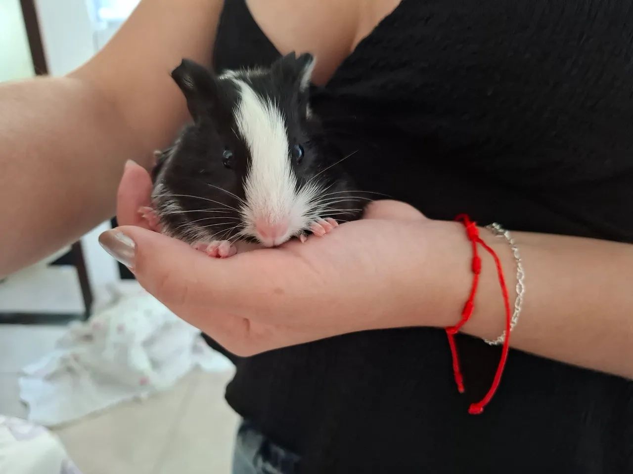 Doo PORQUINHO - DA - ÍNDIA macho e filhote  - Foto 2