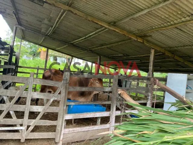 Fazenda com 72,5 tarefas em Itaporanga D'Ajuda - Foto 5
