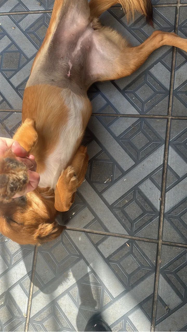 Doação de cachorros  - Foto 4