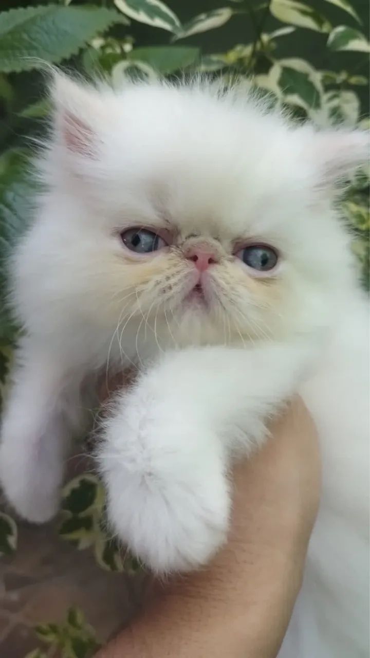 Linda persa show  - Foto 2