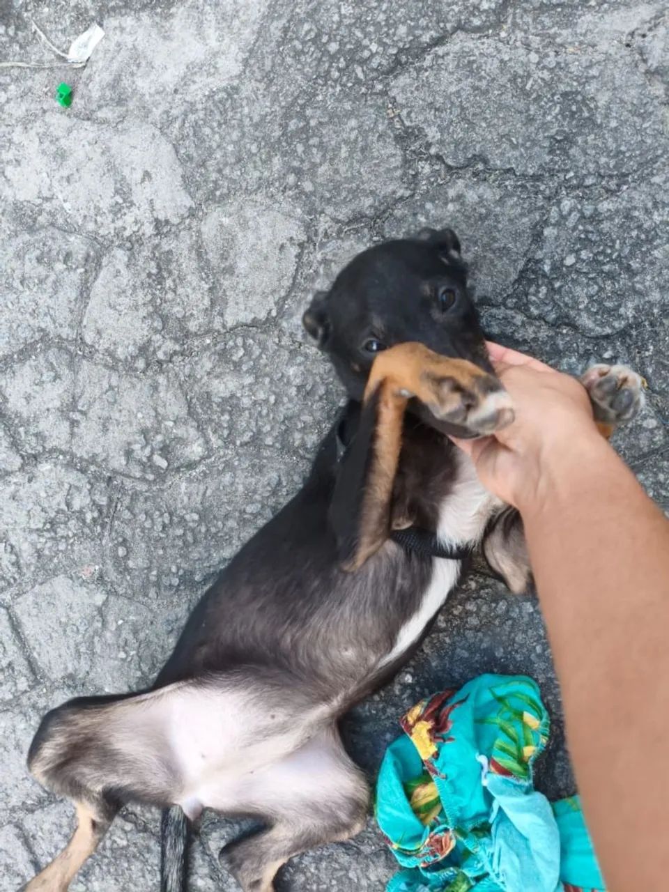 Adoção  - Foto 5