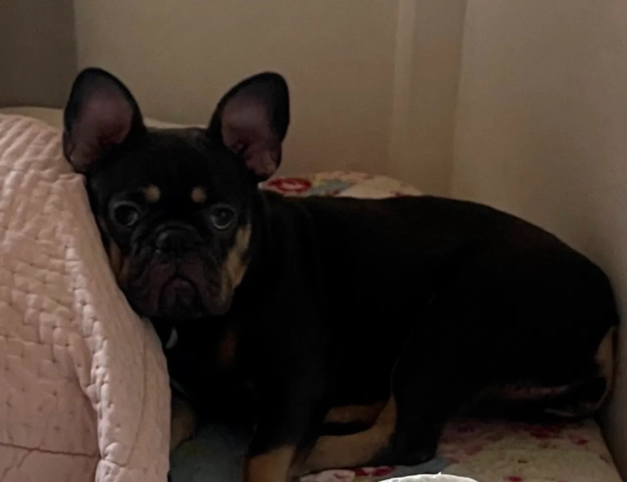 Buldog Francês  - Foto 2