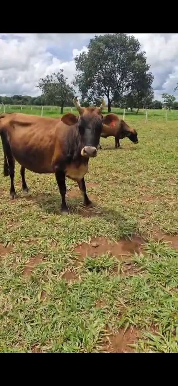 Troco Vaca Jersolanda por mini vaca