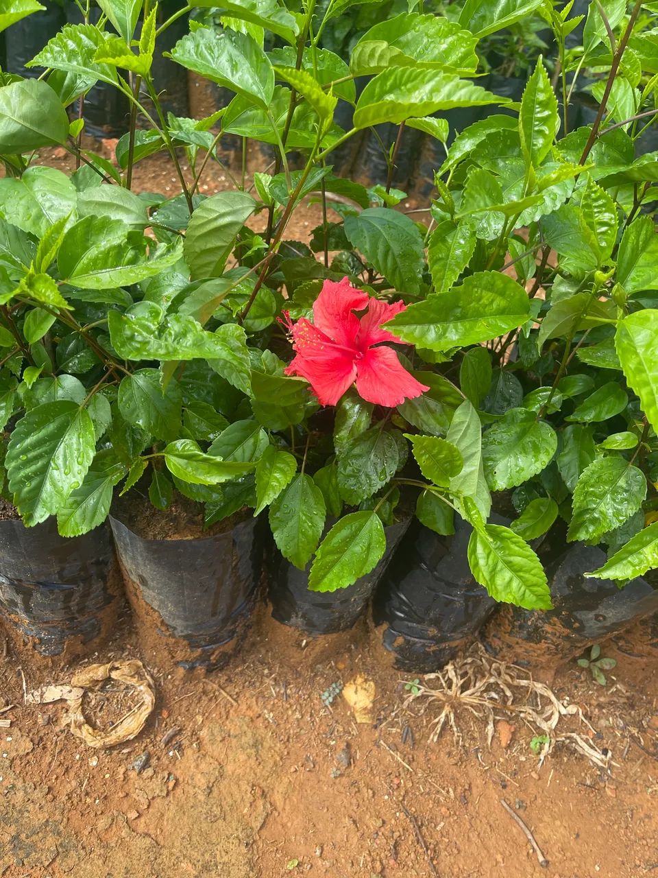 Hibisco - Foto 2