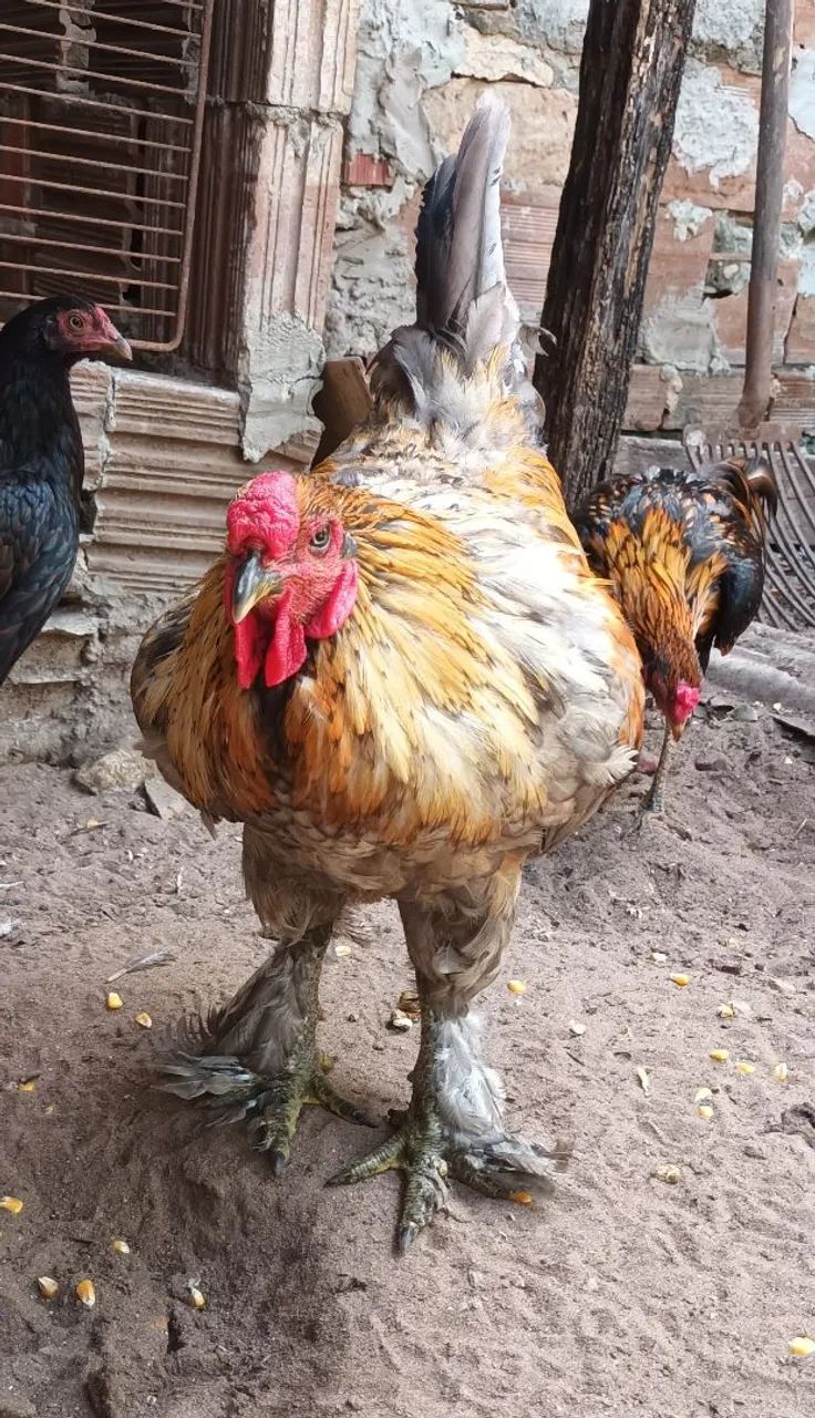 Galos, frangos e frangas. 