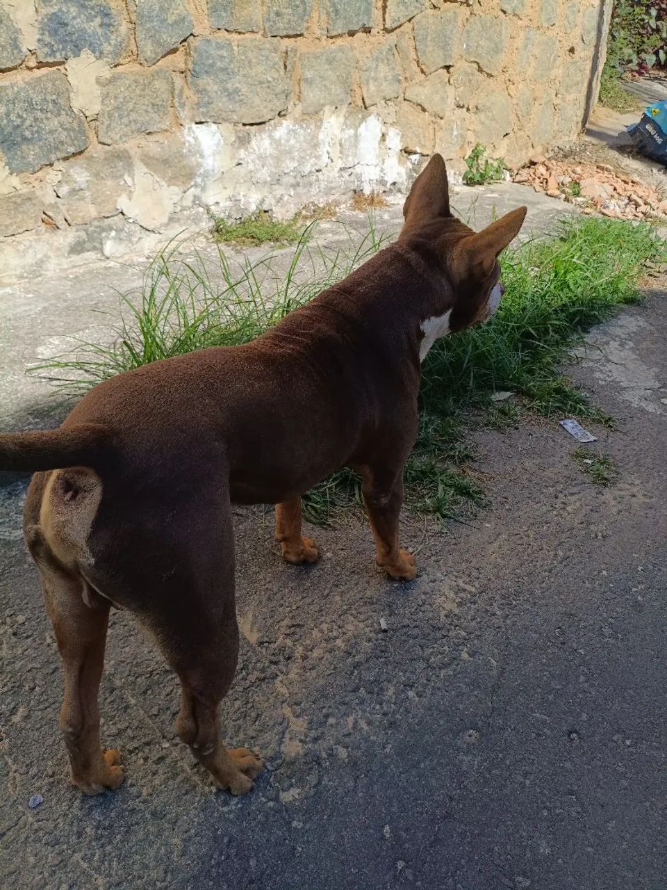 Doação de Pitbull  - Foto 5