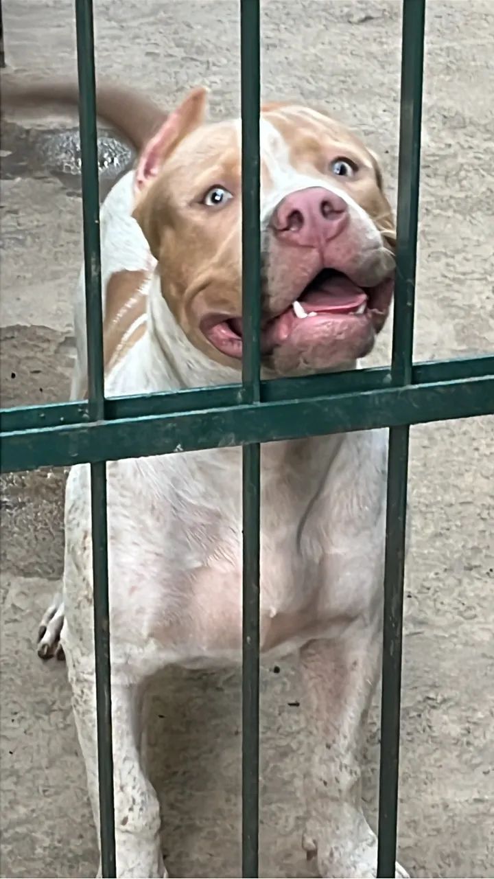 Filhotes de Pit Bull - Brazilian Bull - Foto 5