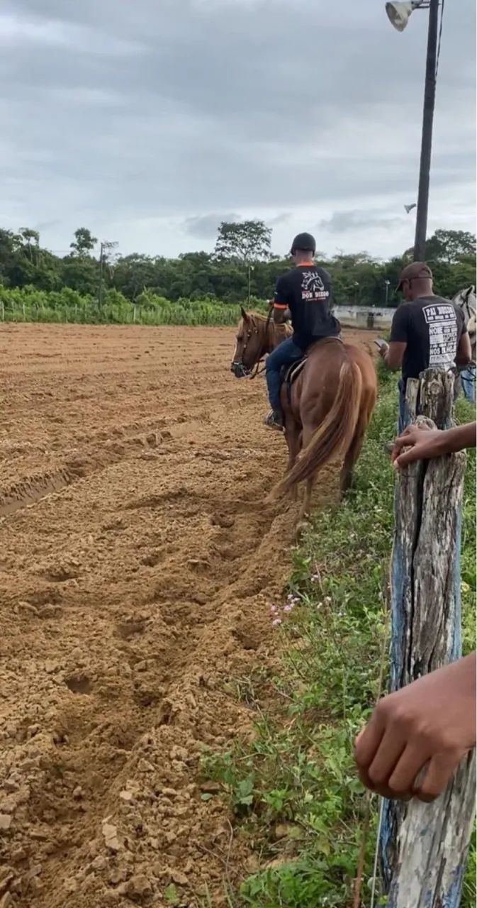 Cavalo de direita quarto de milha QM PO 