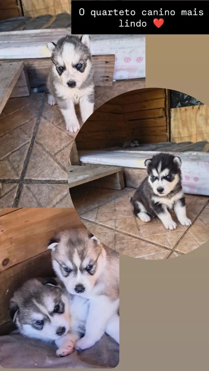 Vende-se husky siberiano - Foto 5
