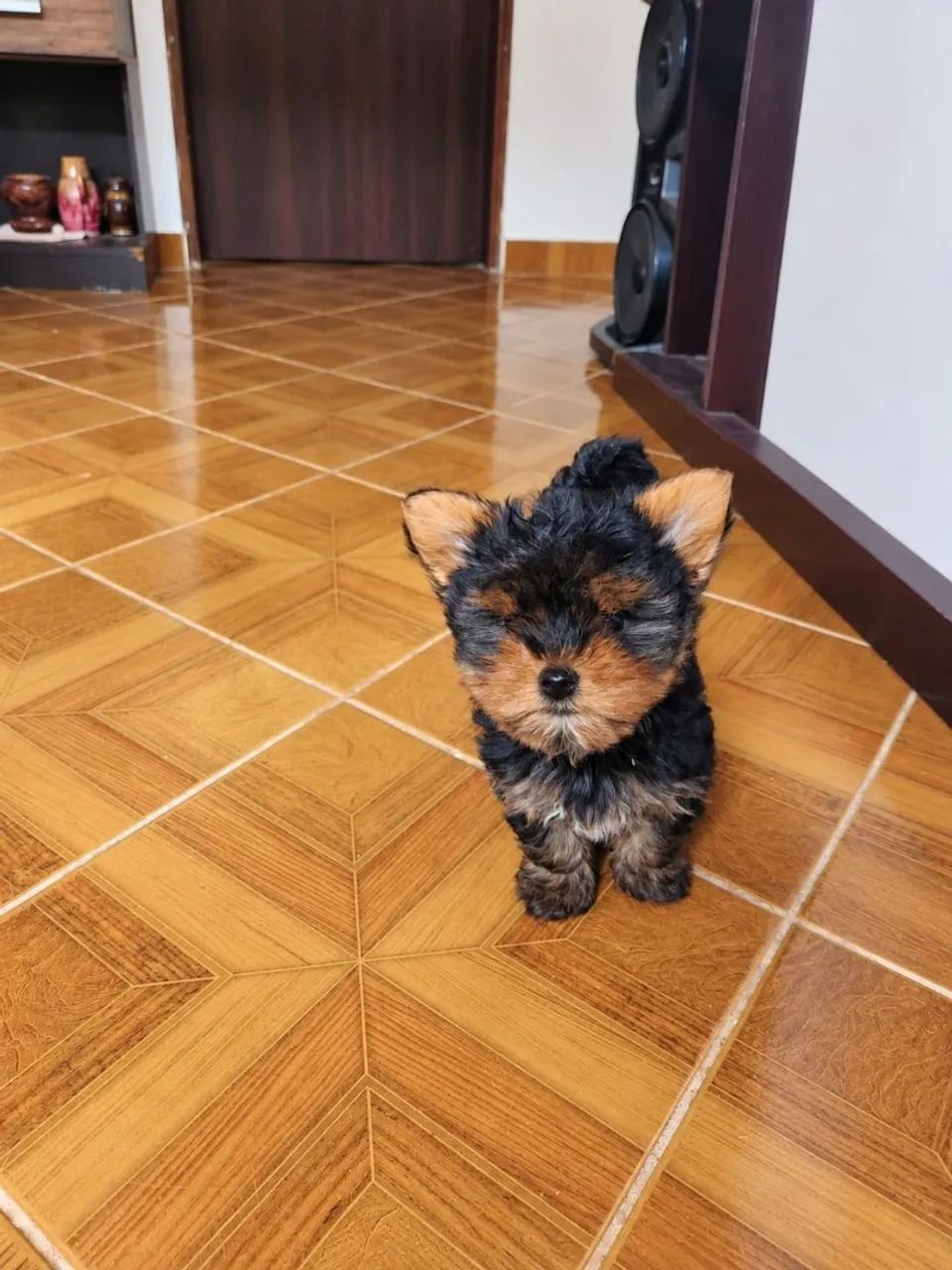 Yorkshire Terrier Puros - Foto 4