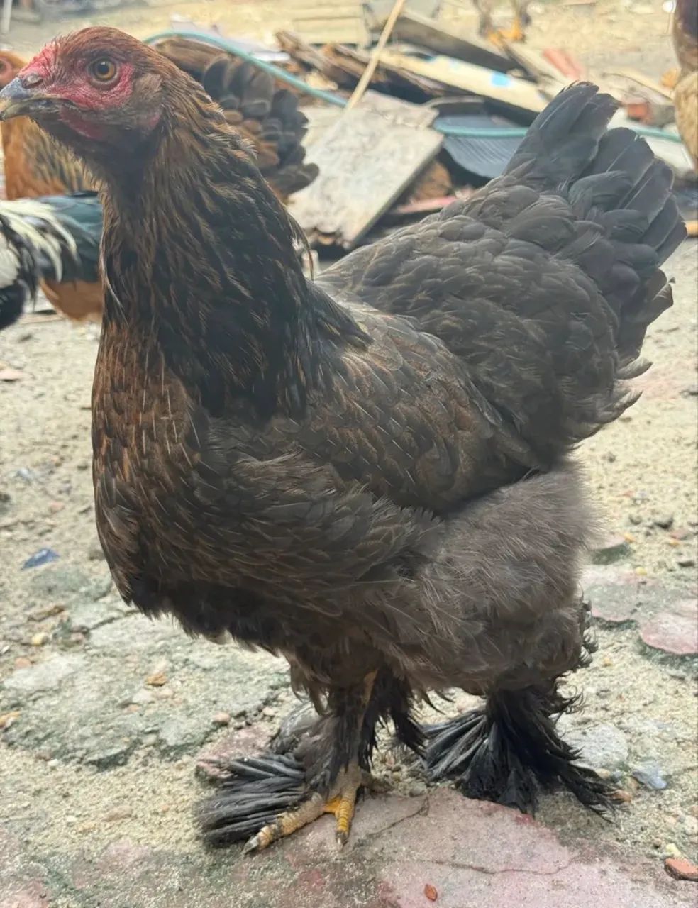 galinha de raça brahma