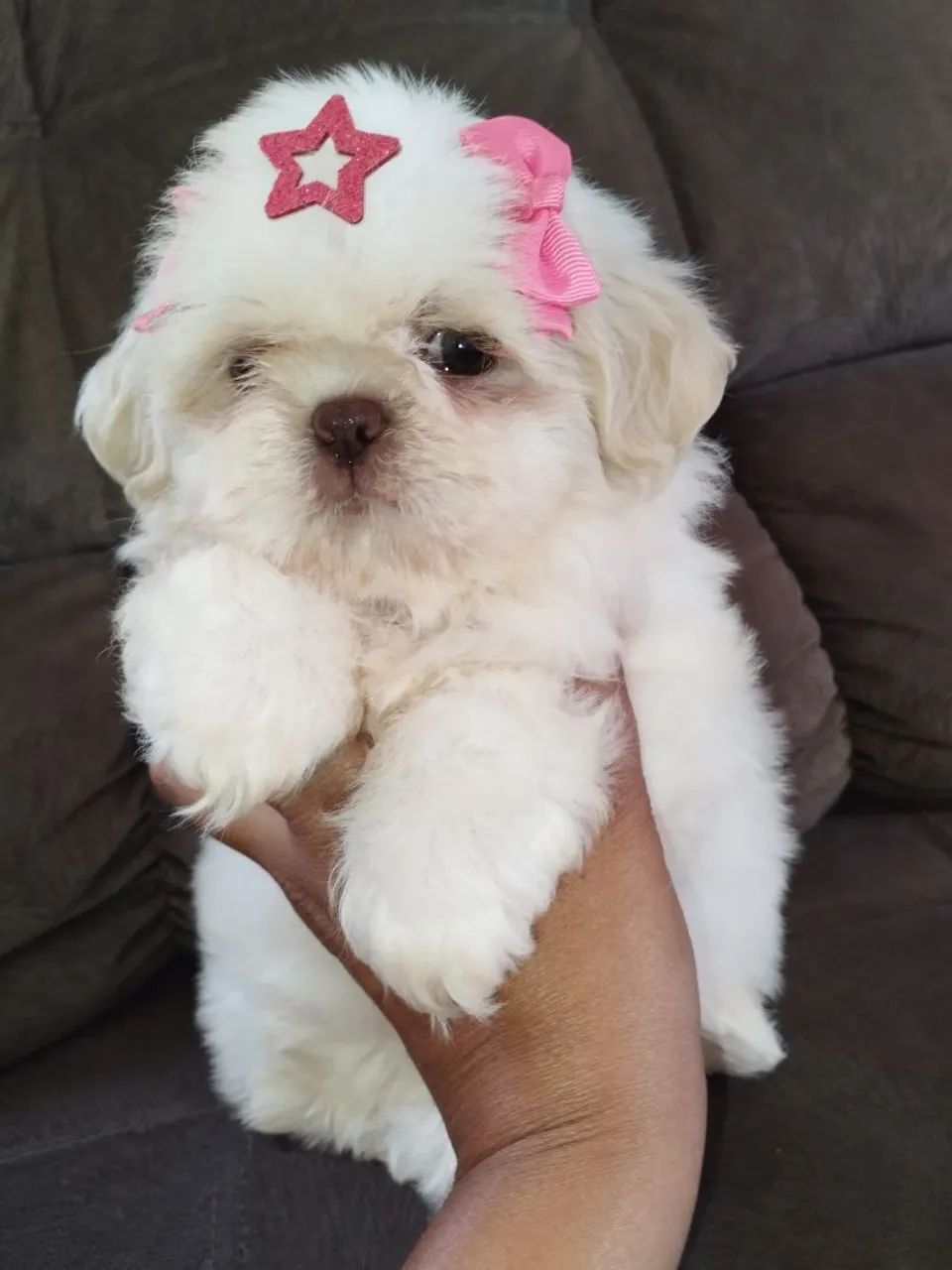  Shih Tzu fêmea branca e areia  - Foto 3