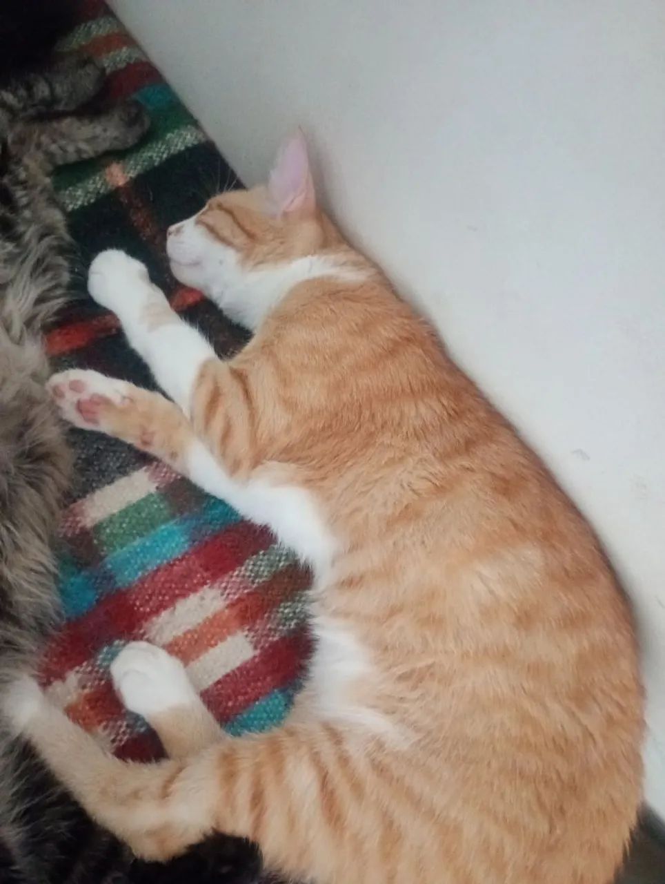 Doação de gatinho 