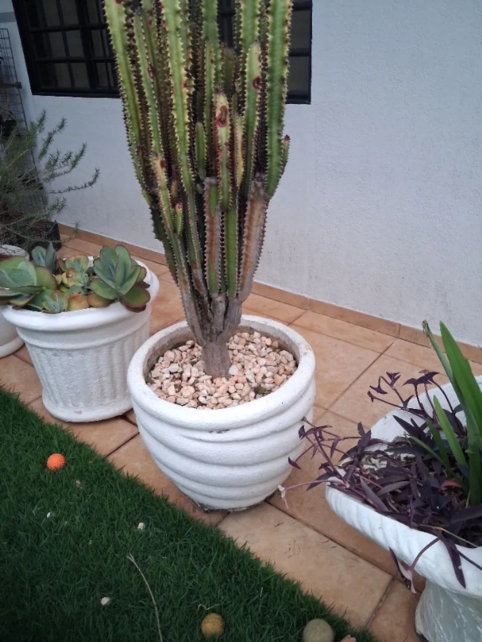 Vasos com plantas - Foto 5