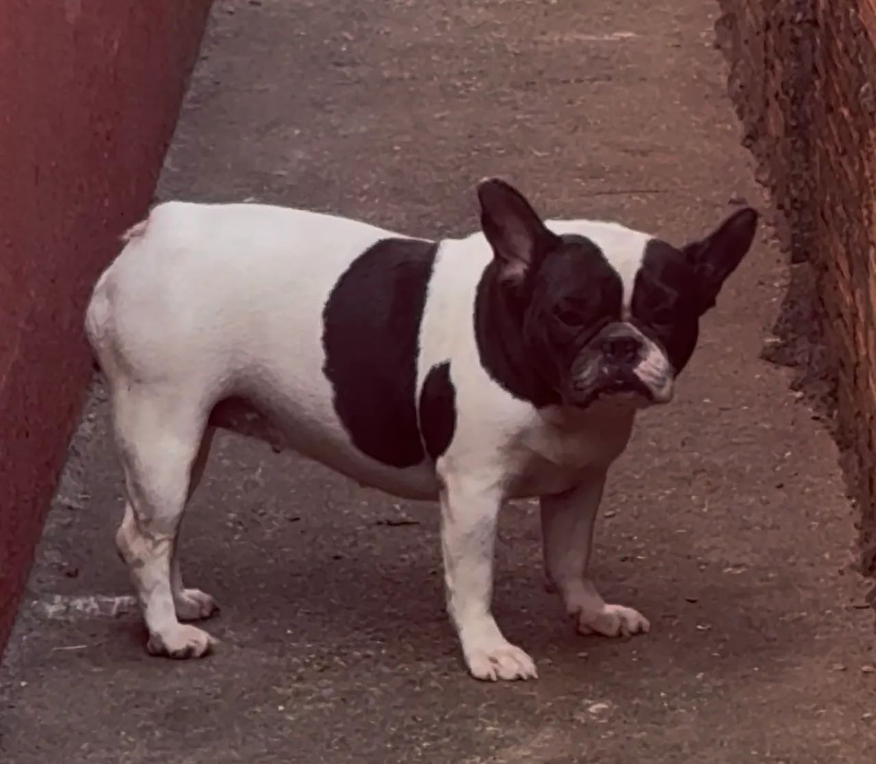 Filhote de buldogue francês  - Foto 2