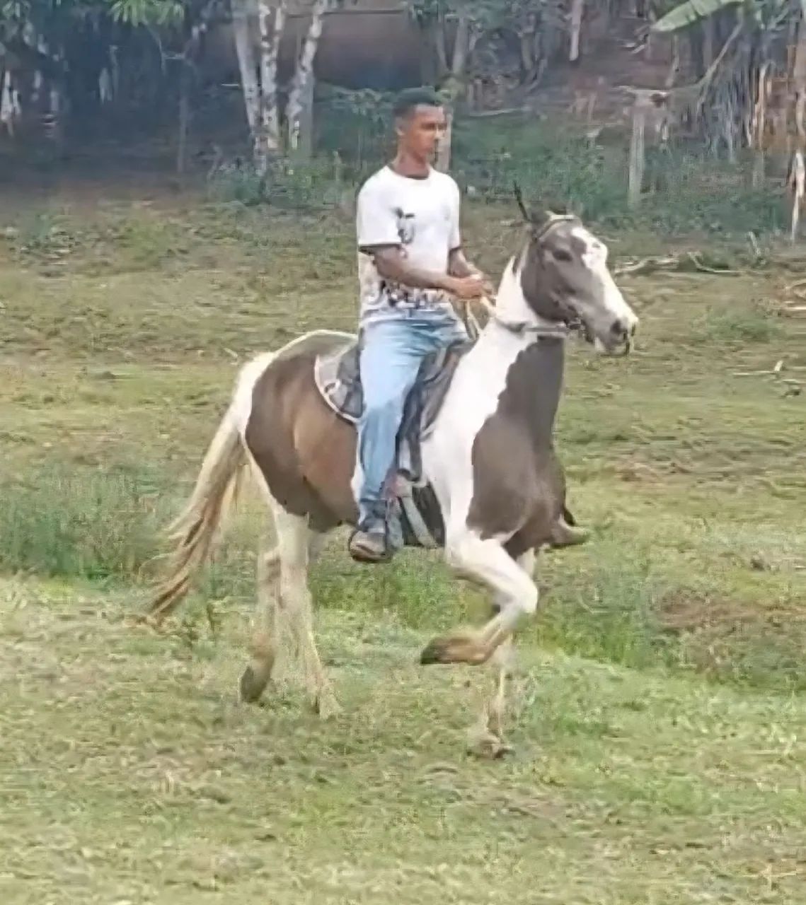 ÉGUA PAULISTA PISADEIRA - Foto 3