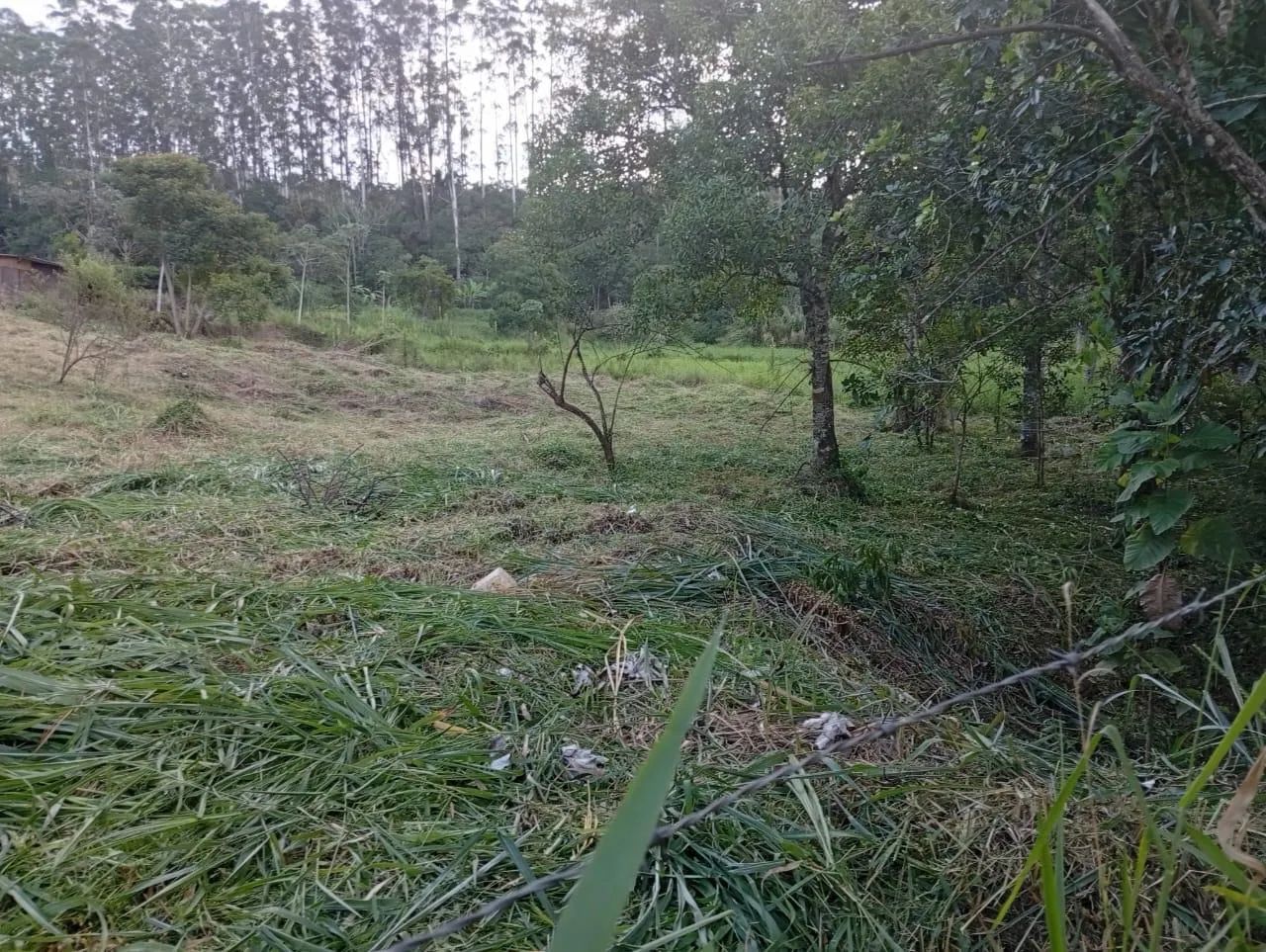 Chácara 2.500 m2 plana - Próxima da cidade - Foto 4