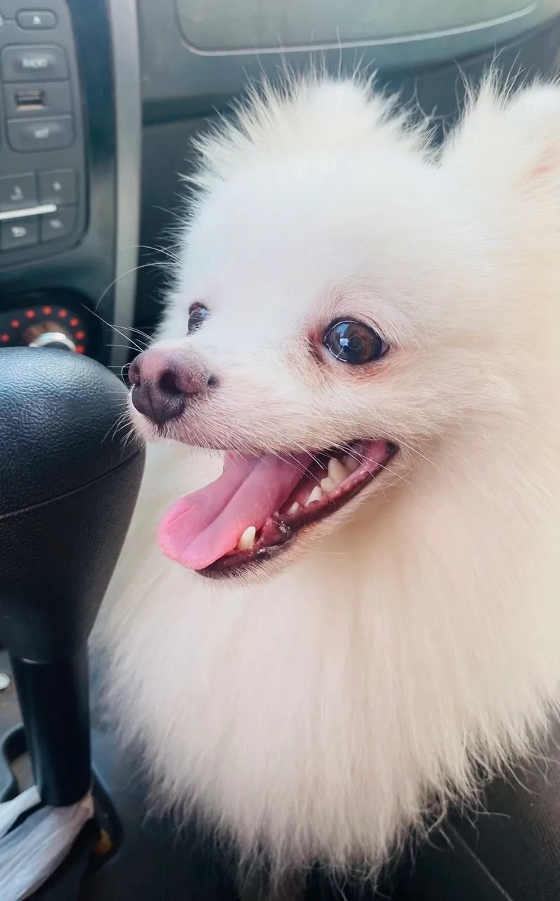 Spitz alemão  - Foto 2