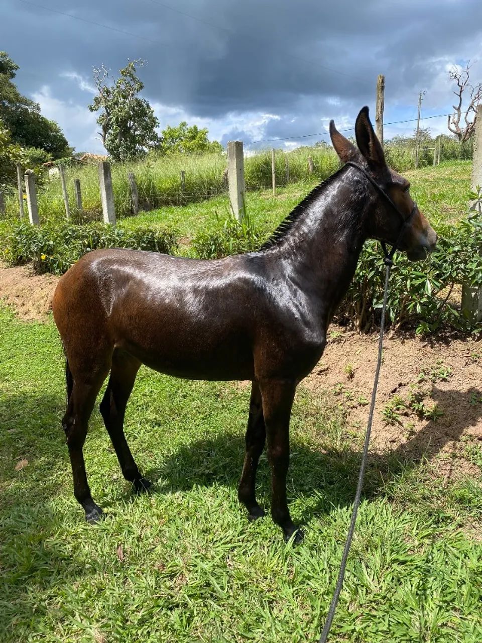 Mula de Patrão  - Foto 2