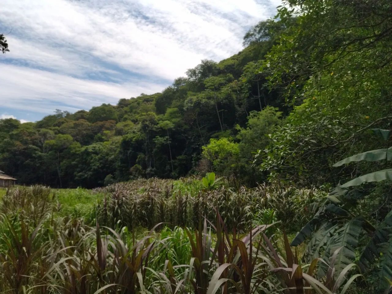 SÍTIO 8 HECTARES SERTÃO DO CANGUERI IMARUÍ  - Foto 2