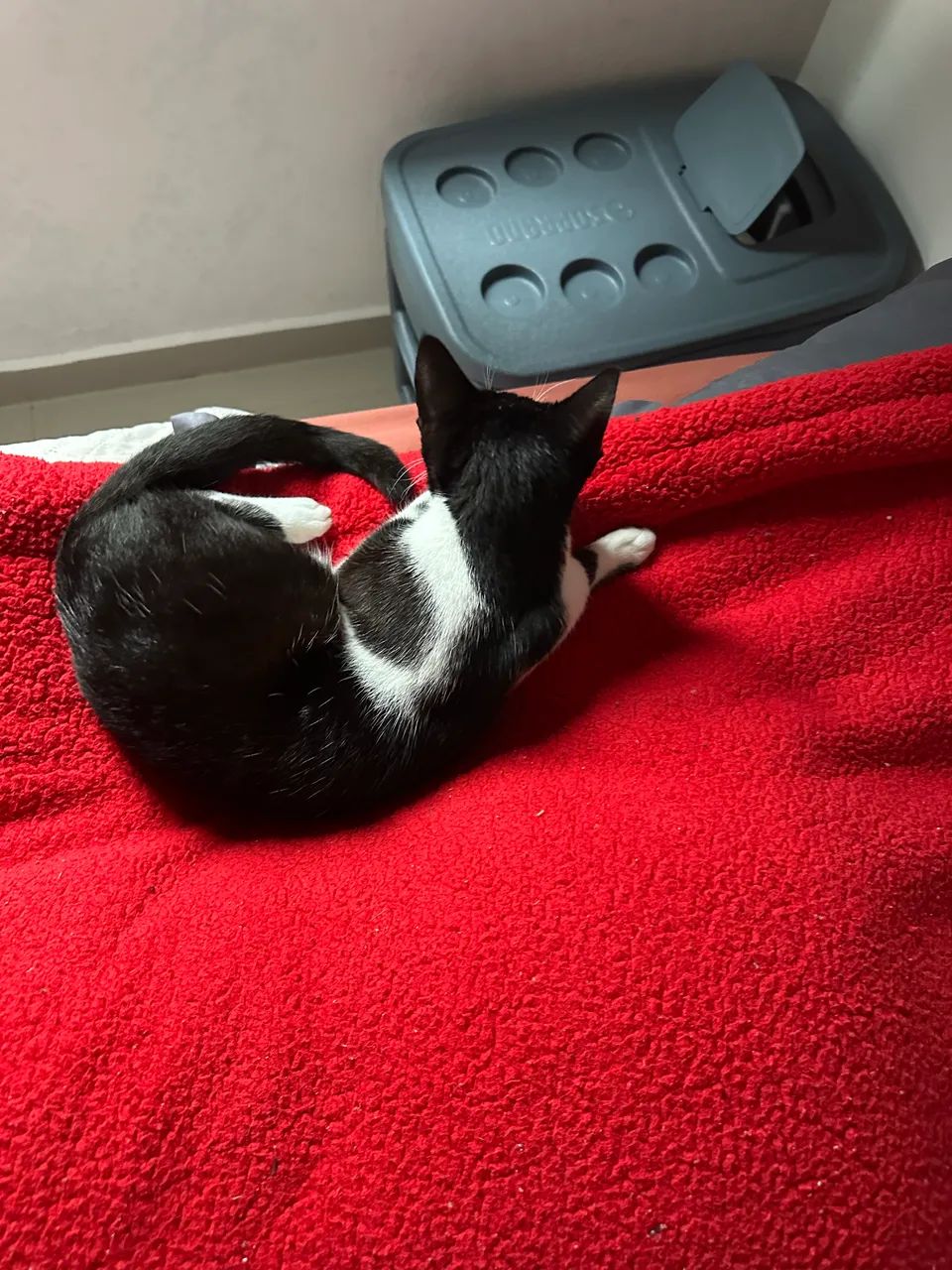 Doação de Gato - Tem 10 meses - Foto 4