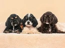 Lindas, Cocker Spaniel 3 bebes disponiveis