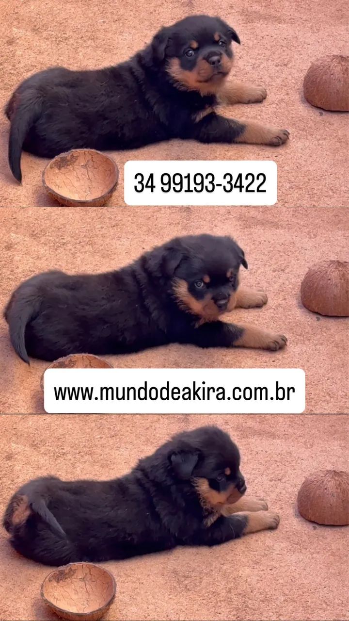 Filhote de rottweiler  - Foto 2