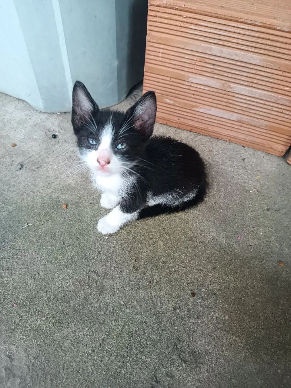 Doa-se gatinhos  - Foto 5