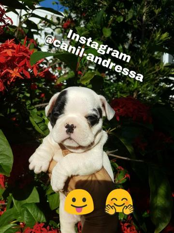 Bulldog francês