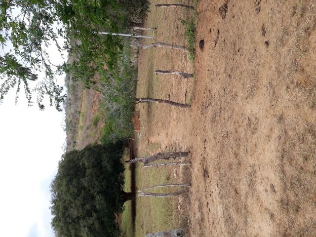 Fazenda de 160 hequitares - Foto 12