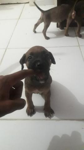 Pitbull - Foto 4