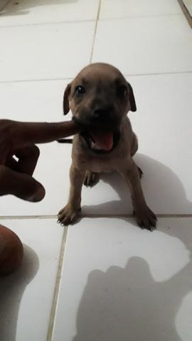 Pitbull