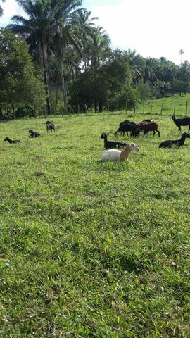 Vendo Linda Fazenda