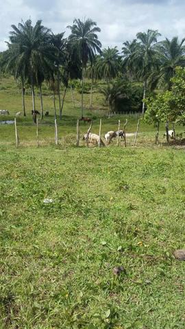 Vendo Linda Fazenda - Foto 14