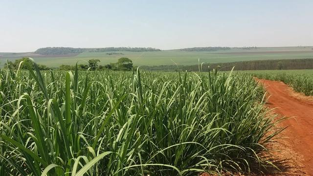 Fazenda 41 alqueires em Brodowisk 4.300.000.00 - Foto 3