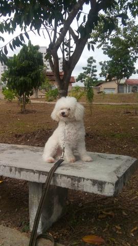 Adestrador de cães - Foto 2