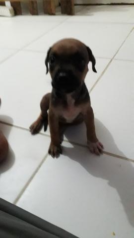 Pitbull - Foto 2