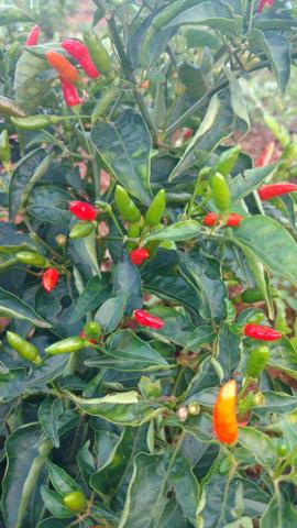 Pimenta Malagueta - Foto 2