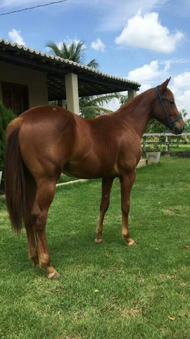 Cavalo de alta qualidade