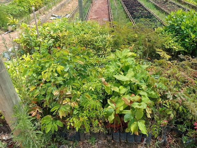 Mudas nativas do Cerrado - Foto 4