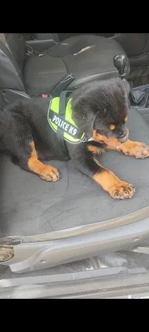 ENVIAMOS PARA TODO BRASIL  - Foto 2