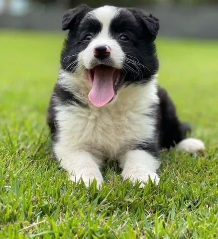 BORDER COLLIE-MG