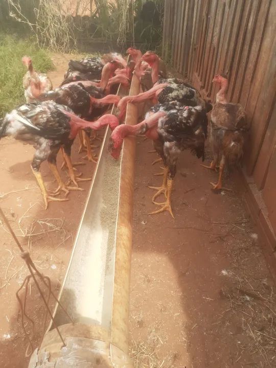 Indio gigante  raça pura - Foto 2