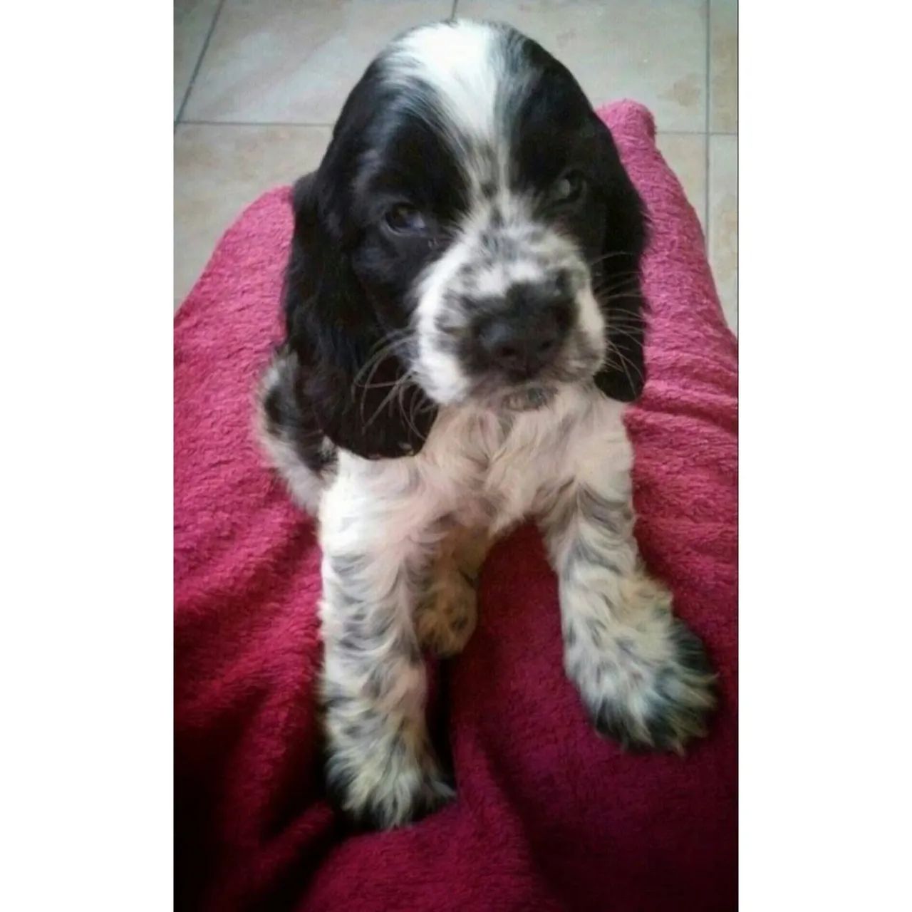 Cocker Spaniel Inglês  - Foto 2