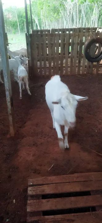 Reprodutor da raça sani - Foto 2