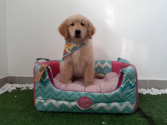 Golden Retriever macho e fêmea com procedência - Foto 2