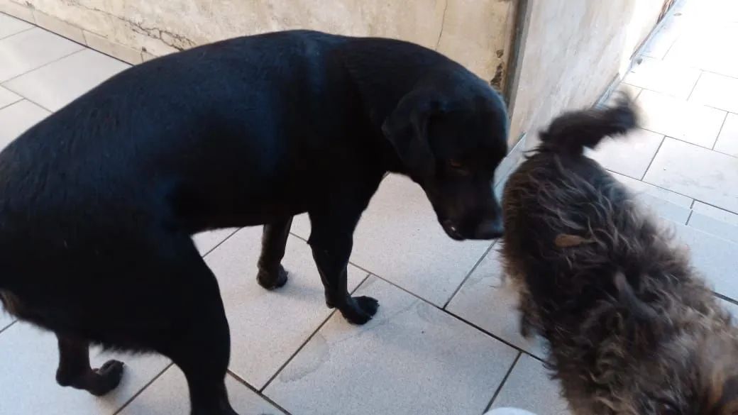 Cachorro preto de porte médio e porte pequeno  para adoção - Foto 3