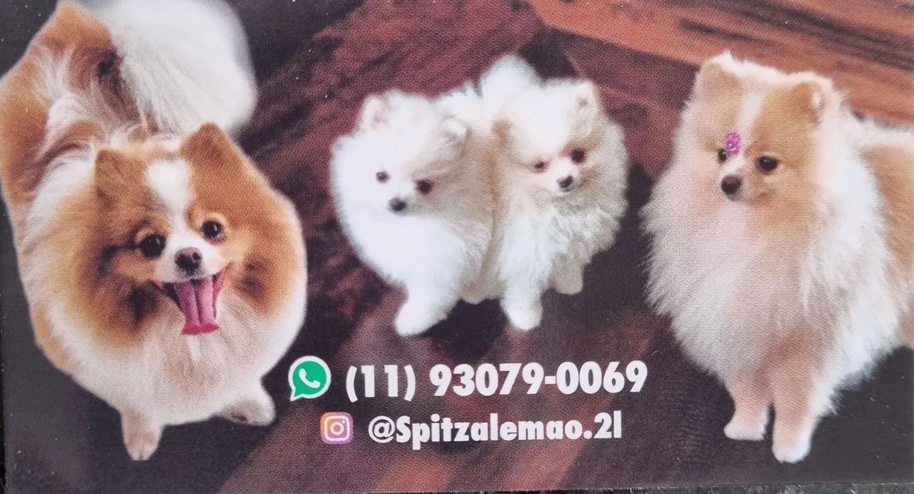 Spitz Alemão/ Lulu da pomerania apartir de 1900 - Foto 2