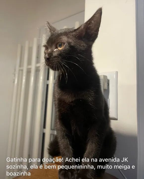 Gatinha para doação  - Foto 5