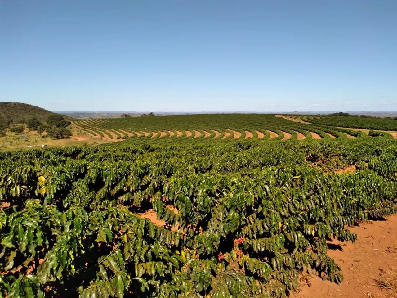 FAZENDA GRANDE COM 1.670HECTARES PRA DUPLA APTIDÃO, PRODUÇÃO DE CAFÉ E PECUÁRIA!! - Foto 5